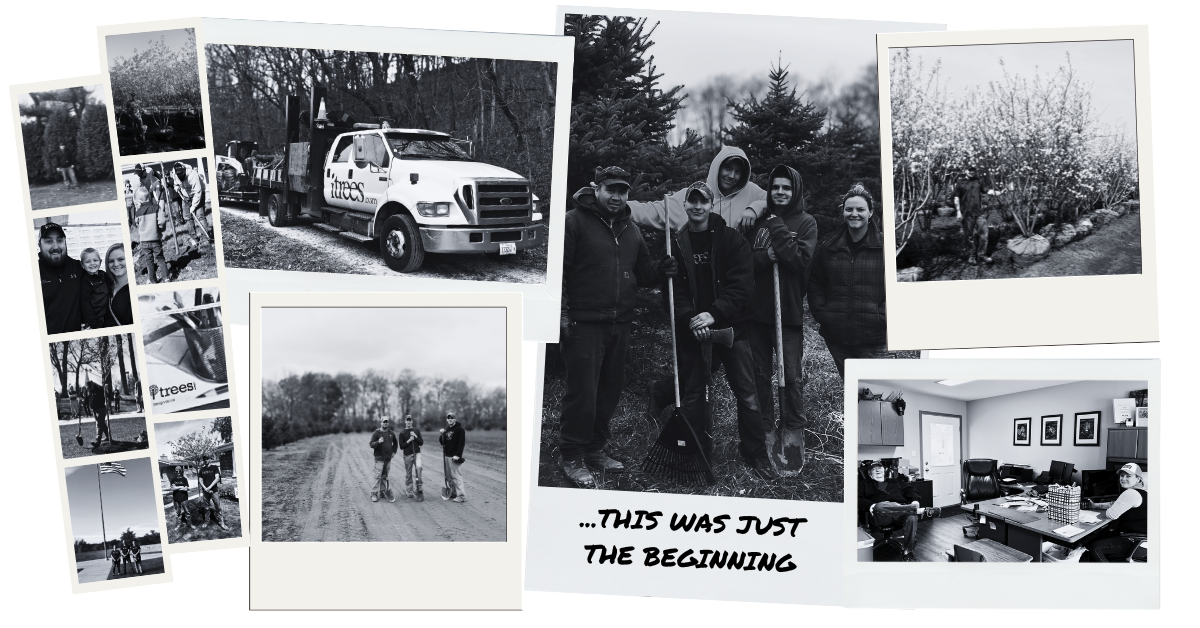 A collage of polaroid's showing snapshots of the early years starting up iTrees.com